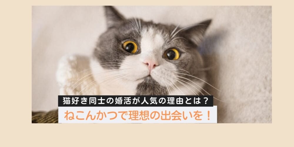 ねこんかつで理想の出会いを！猫好き同士の婚活が人気の理由とは？
