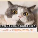 ねこんかつで理想の出会いを！猫好き同士の婚活が人気の理由とは？