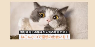 ねこんかつで理想の出会いを！猫好き同士の婚活が人気の理由とは？