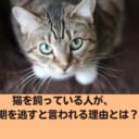 猫を飼っている人が婚期を逃すと言われる理由とは？