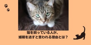 猫を飼っている人が婚期を逃すと言われる理由とは？
