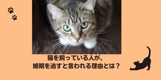 猫を飼っている人が婚期を逃すと言われる理由とは？